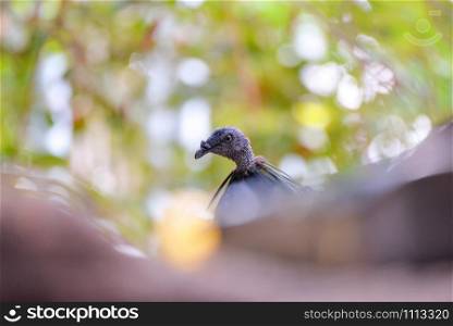 Nicobar pigeon bird on tree nature background - selective focus / Nicobar dove