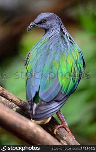 Nicobar Pigeon (Caloenas nicobarica) bird, standing on a branch, back profile