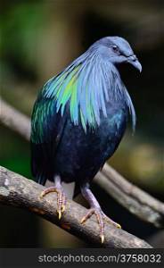 Nicobar Pigeon (Caloenas nicobarica) bird, standing on a branch, breast profile