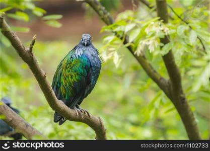 Nicobar Pigeon (Caloenas nicobarica) perching on a branch and looking at the camera.