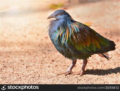 Nicobar pigeon dove wildlife animal bird standing on ground / Colorful feather bird