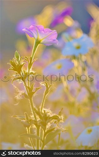 Nicotiana alata, Ornamental tobacco pink flowers lighted by rays of sun