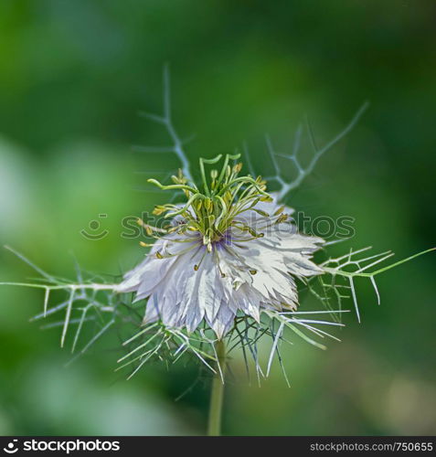 Nigella damascena beautiful white flower, ragged lady, devil in the bush