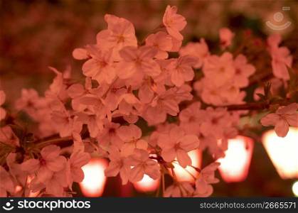 Night Cherry blossoms