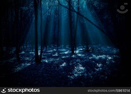 Night forest with moonlight rays