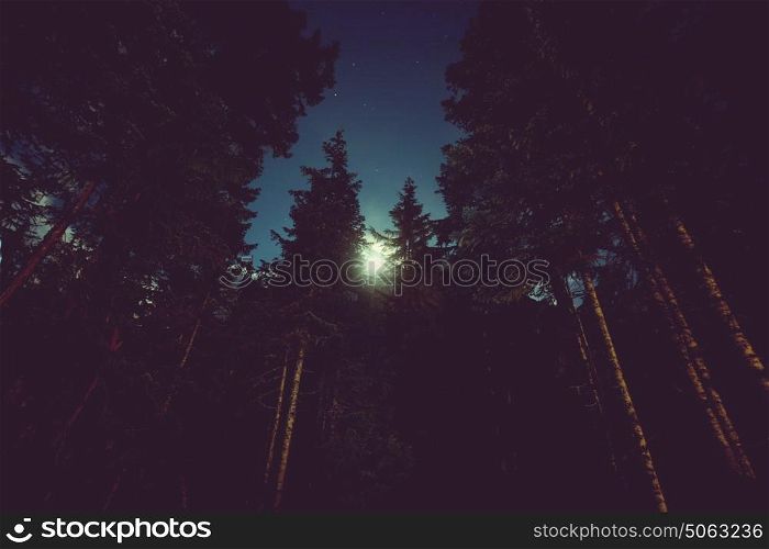 Night in summer forest