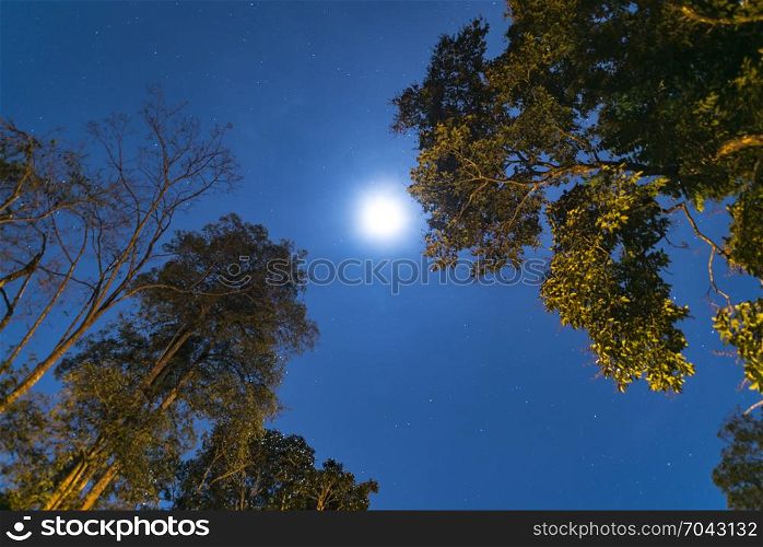 night sky of tropical forest, Thailand