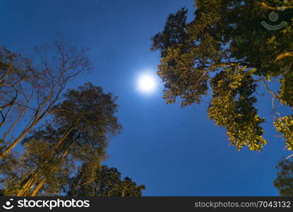 night sky of tropical forest, Thailand