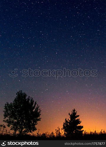 Night starry sky over silhouettes of lonely trees and grass. The last light of the sunbeams of the setting sun at the bottom of the image, vertical image, copy space.. Silhouettes of low trees against the background of the night starry sky and the setting sun.