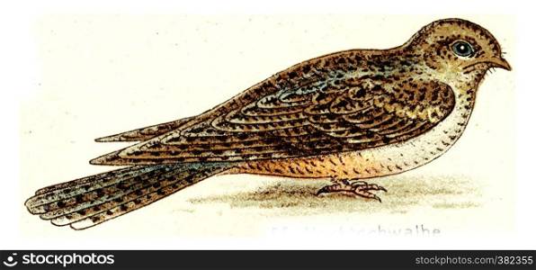 Nighthawk, vintage engraved illustration. From Deutch Birds of Europe Atlas.