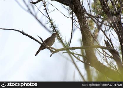 nightingale, luscinia megarhynchos perched on a tree branch