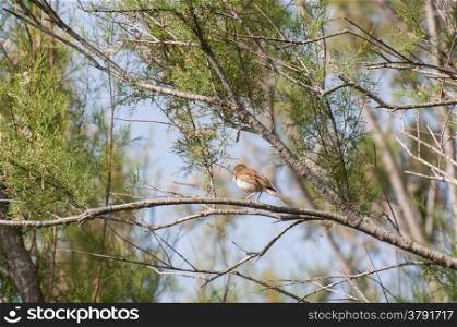 nightingale perched high on a branch of tree