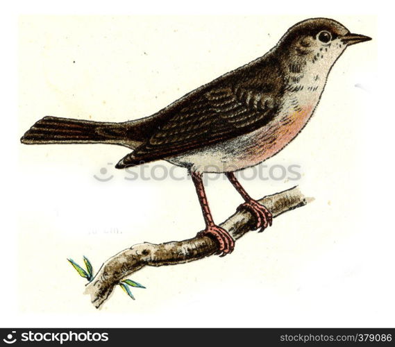 Nightingale, vintage engraved illustration. From Deutch Birds of Europe Atlas.