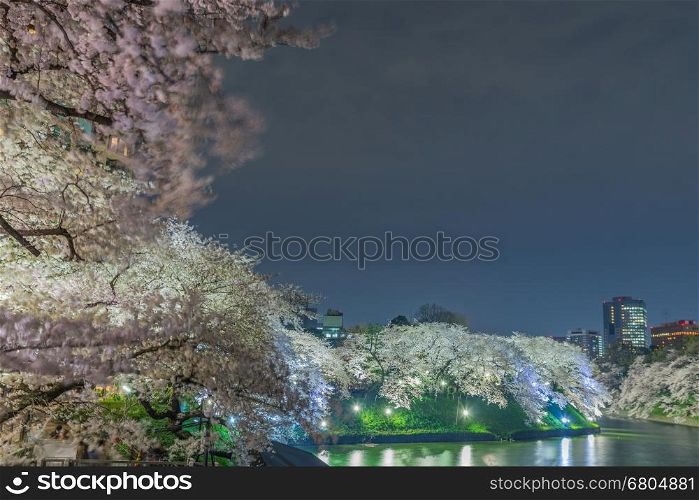 Nightscape view of Cherry blossoms in Tokyo, Japan