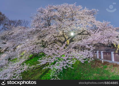 Nightscape view of Cherry blossoms in Tokyo, Japan