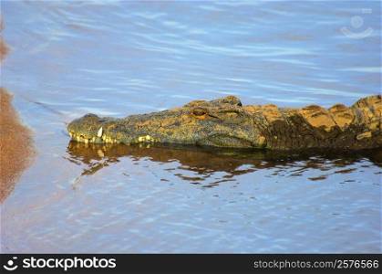 Nile crocodile (Crocodylus niloticus) resting in a river, Kruger National Park, Mpumalanga Province, South Africa