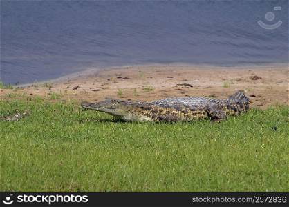 Nile crocodile (Crocodylus niloticus) resting on the river bank, Chobe National Park, Botswana