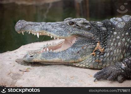Nile crocodile (Crocodylus niloticus) with open mouth, head close-up.