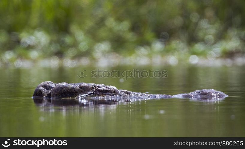 Nile crocodile head in water in Kruger National park, South Africa ; Specie Crocodylus niloticus family of Crocodylidae. Nile crocodile in Kruger National park, South Africa
