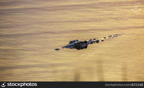 Nile crocodile swimming in sunset in Kruger National park, South Africa ; Specie Crocodylus niloticus family of Crocodylidae. Nile crocodile in Kruger National park, South Africa