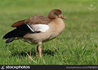 Nile Goose (Alopochen aegyptiaca), image was taken on the Moselle river close to Cochem, Germany