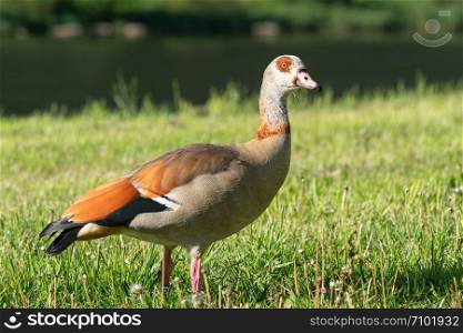 Nile Goose (Alopochen aegyptiaca), image was taken on the Moselle river close to Cochem, Germany