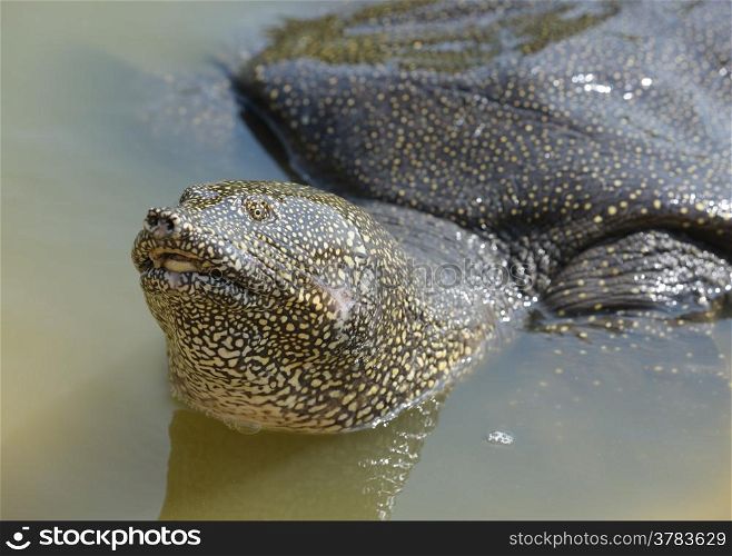 Nile Soft-shelled Turtle (Trionyx triunguis) in the river Alexander (Israel)