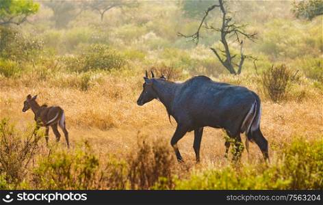 Nilgai or blue bull is the largest Asian antelope and is endemic to the Indian subcontinent. The sole member of the genus Boselaphus. Ranthambore National Park Sawai Madhopur Rajasthan India