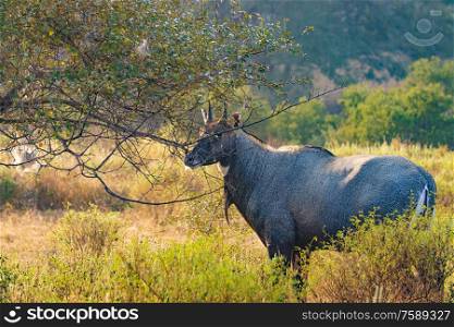 Nilgai or blue bull is the largest Asian antelope and is endemic to the Indian subcontinent. The sole member of the genus Boselaphus. Ranthambore National Park Sawai Madhopur Rajasthan India