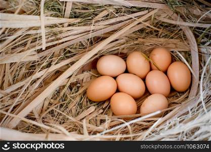 Nine eggs in the nest.