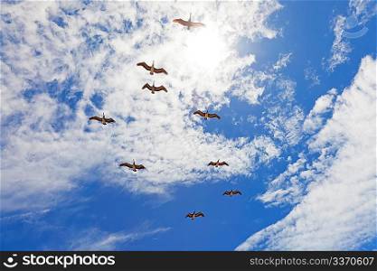 Nine pelicanos flying in sun backlight on blue cloudy sky background