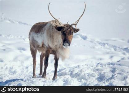 Noble Deer on the Background of White  Snow in the Forest.