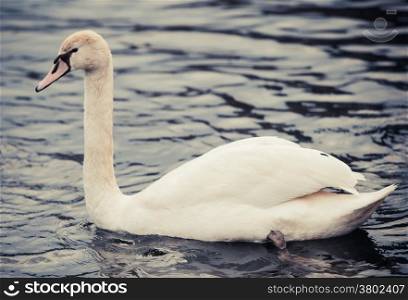 Noble swan