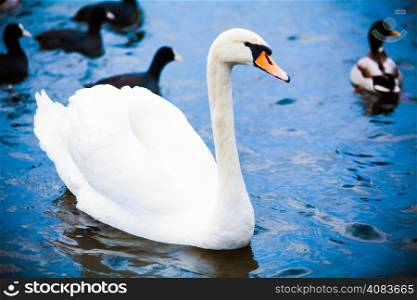 Noble swan. white swan in blue water