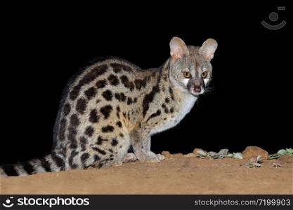 Nocturnal large-spotted genet (Genetta tigrina) in natural habitat, South Africa