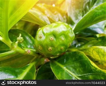 Noni fruit herbal medicines / fresh noni on tree - Other names Great morinda, Beach mulberry