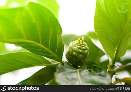 Noni fruit herbal medicines / fresh noni on tree - Other names Great morinda, Beach mulberry