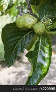 Noni, tropical fruit with medicinal properties
