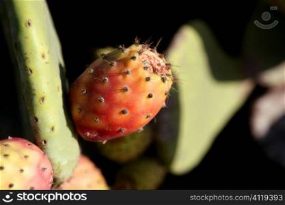 Nopal spiny orange fig fruits from Spain