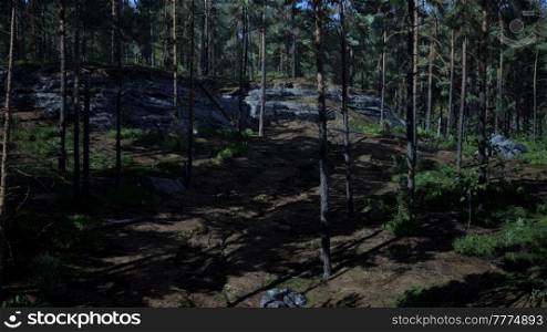 Nordic pine forest in evening light