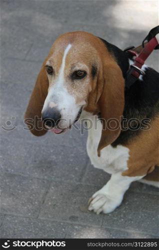 Norman Artesian Basset at the age of six
