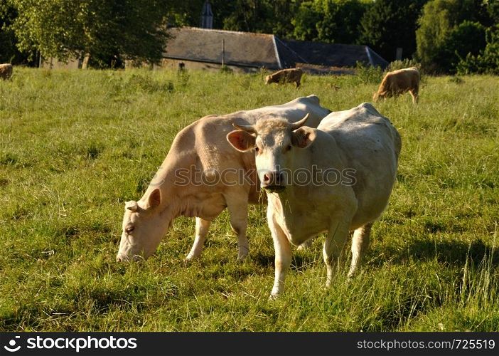 Norman cow in meadows. Cows in meadows