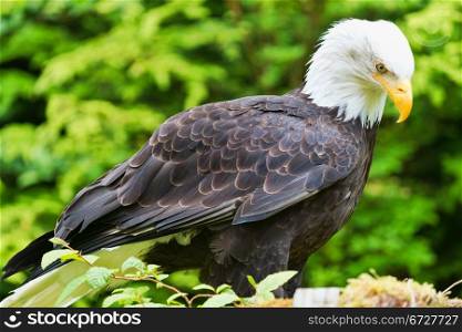 North American Bald Eagle standing on a stump