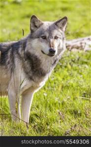North American Gray Wolf, Canis Lupus