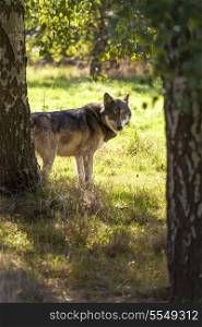 North American Gray Wolf, Canis Lupus looking through treesin golden Autumn Fall light