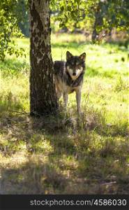 North American Gray Wolf, Canis Lupus, standing in a forest