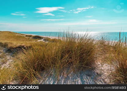 North Sea landscape on Sylt island with marram grass dunes and in the background the horizon over water.