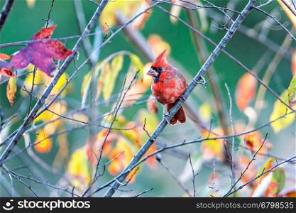 Northern Cardinal Cardinalis cardinalis perched on a branch