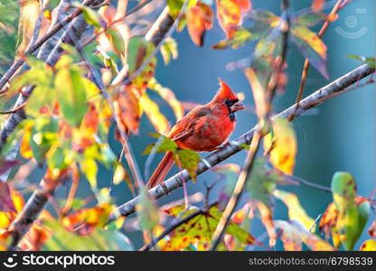 Northern Cardinal Cardinalis cardinalis perched on a branch