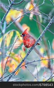 Northern Cardinal Cardinalis cardinalis perched on a branch